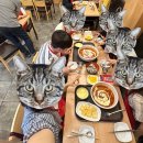 백기짬뽕 | 요요가 제대로 온 돼지런 8월 일상