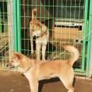 정아 켄넬 이미지