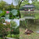 풍경 | 부여 궁남지 연꽃 풍경 후기 부여 가볼만한곳 연꽃 명소 궁남지