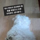 오수 이미지