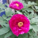 모란냉면 이미지