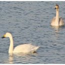 금호강영천 이미지