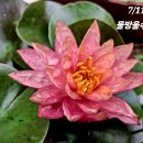 수련 Daum카페