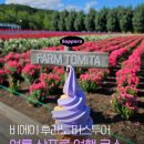 금강산푸른농원 | 일본 여름 여행지 추천 여름 삿포로 여행 코스 비에이 후라노 버스투어로 한 번에 둘러보기!