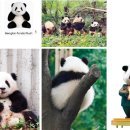 판다 이미지
