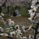 개나리꽃농원 이미지