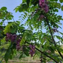 야생화정원펜션민박 이미지