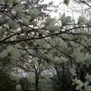 마이산 꽃 펜션 이미지