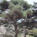 서울 산수유 군락지 인왕산둘레길