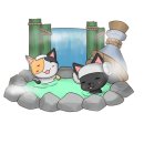 고로캣 고양이카페 이미지