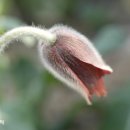 그리움 무 이미지