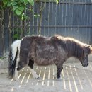 가가동물원 이미지