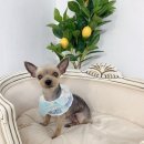 올웨이즈 반려견 미용실 이미지