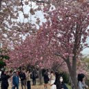 민주에너지 | 부산 겹벚꽃, 부산 민주공원 개화후기