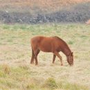국영목장 이미지