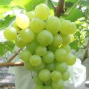 옥돌농장 이미지