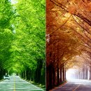 군청 메타세콰이어길 이미지