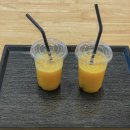 더포레스트하소로 | 겨울 제주 여행 기록♥ | 오데뜨, 시종일관, 부가네농장 감귤따기, 더포레스트 하소로