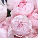 Peony(피오니)