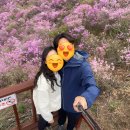 고천리마을회관 | 2024년 고려산 진달래축제 후기, 실시간 개화현황 확인하는 법