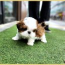 시츄언니 이미지