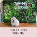 티파니 가든 | 경기광주 애견카페 실내공간과 실외 운동장이 있어 좋았던 티파니가든