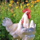 차령산맥 이미지