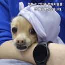 먹보 - 아산시 | 먹보