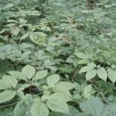 빨간산농장 이미지