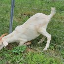 칠곡양떼목장 이미지