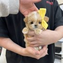 앨리스코리아켄넬 이미지