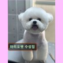 마리오펫 이미지