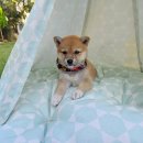 왕초켄넬 이미지