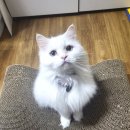 단발냥 이미지