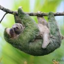 나무늘보 이미지