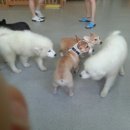 패밀리독 이미지