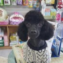 샐리동물병원 이미지