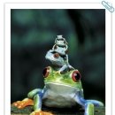 청개구리 이미지