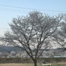 신양 벚꽃길 이미지