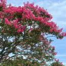 혜정 민박 이미지