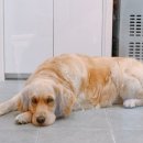 WITH DEW(윗듀) 이미지