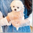 마마스미독 강아지분양 대전점 이미지