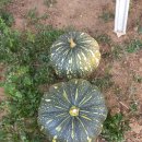 엘크사슴 이미지