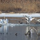 경안천 4 이미지