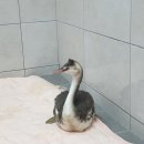 서울시 야생동물 구조관리센터 이미지