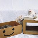 포캣(for cat) 이미지