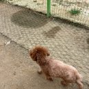 코코 반려견 호텔 이미지