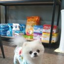 에스엘 독 이미지