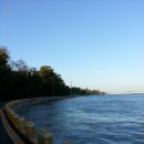 옹진해머금 이미지