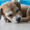 개팔자상팔자 이미지